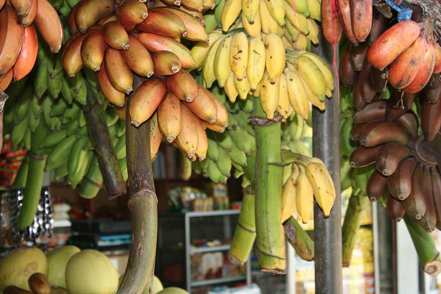 tropical fruit in sri lanka