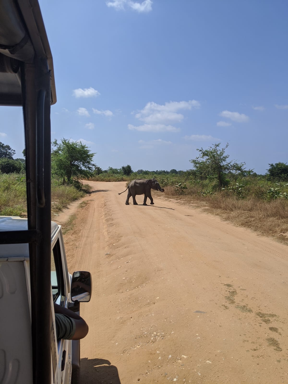 Sri Lankan Safaris & Ethics Going On Safari In Udawalawe