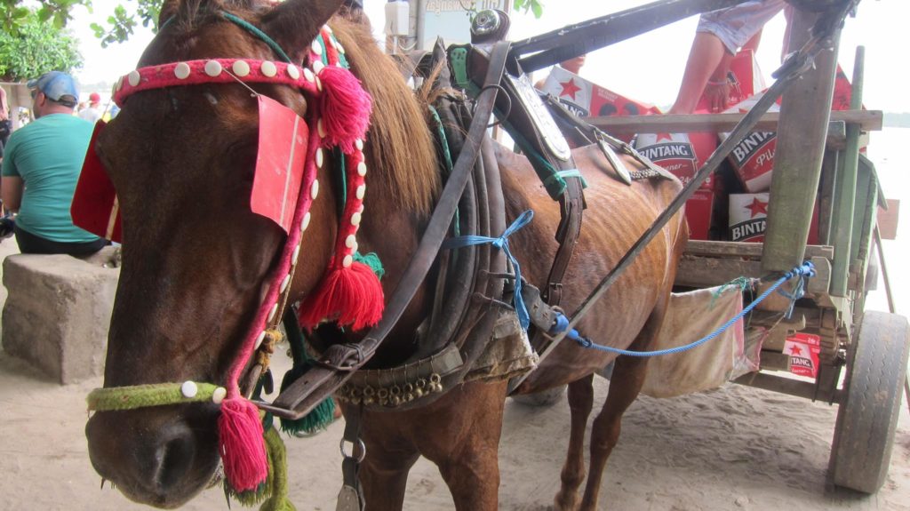 horse treatment on gili islands