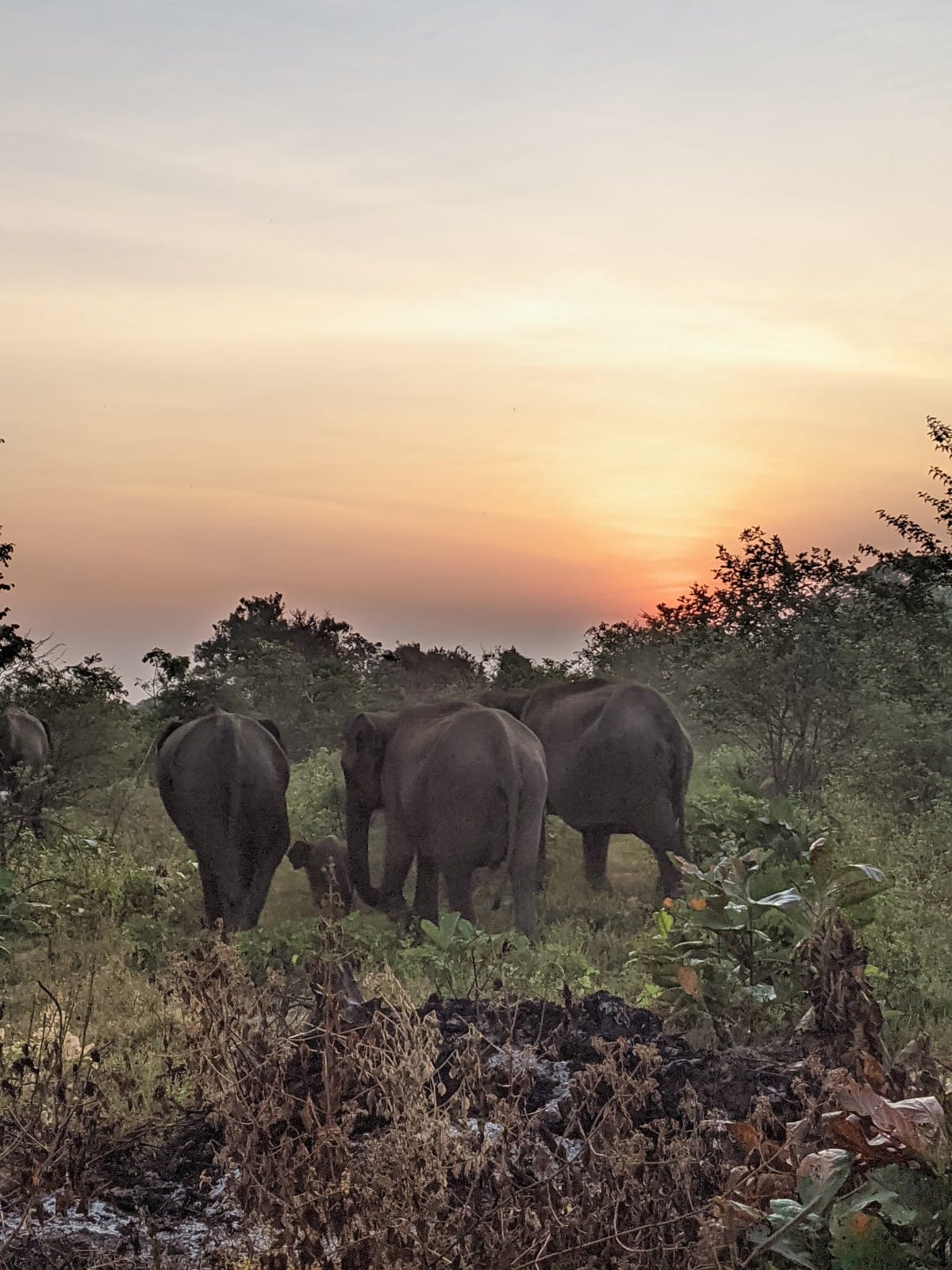 Sri Lankan Safaris & Ethics Going On Safari In Udawalawe