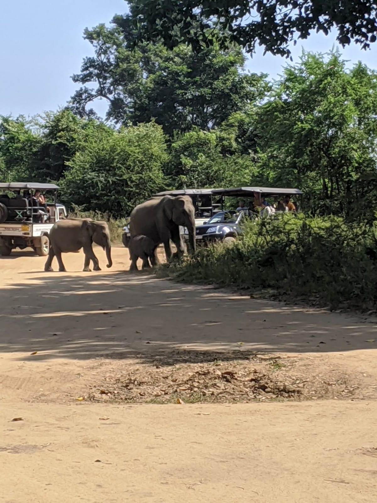 Sri Lankan Safaris & Ethics Going On Safari In Udawalawe