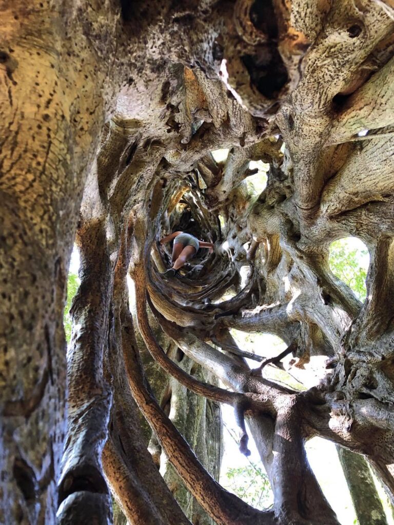 ficus tree in monteverde