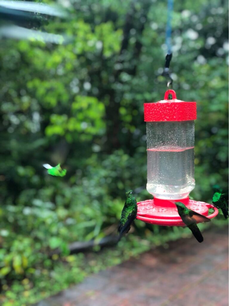 hummingbirds in monteverde
