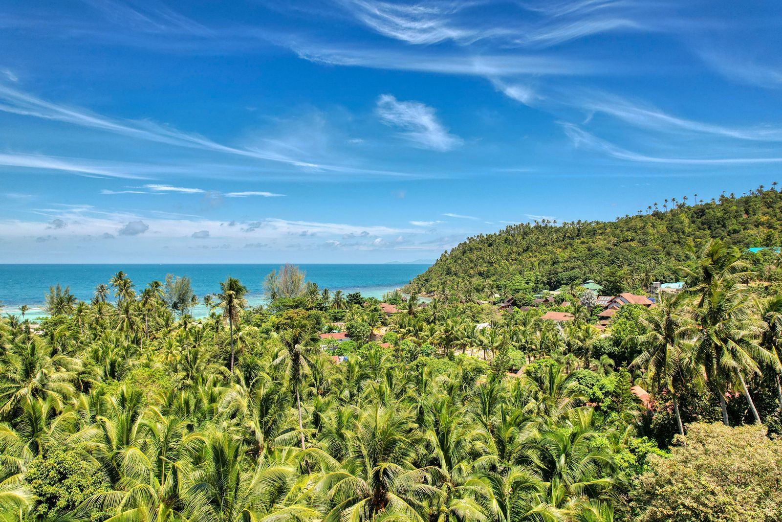 Coconut palm groves above the sea on Koh Phangan's coast