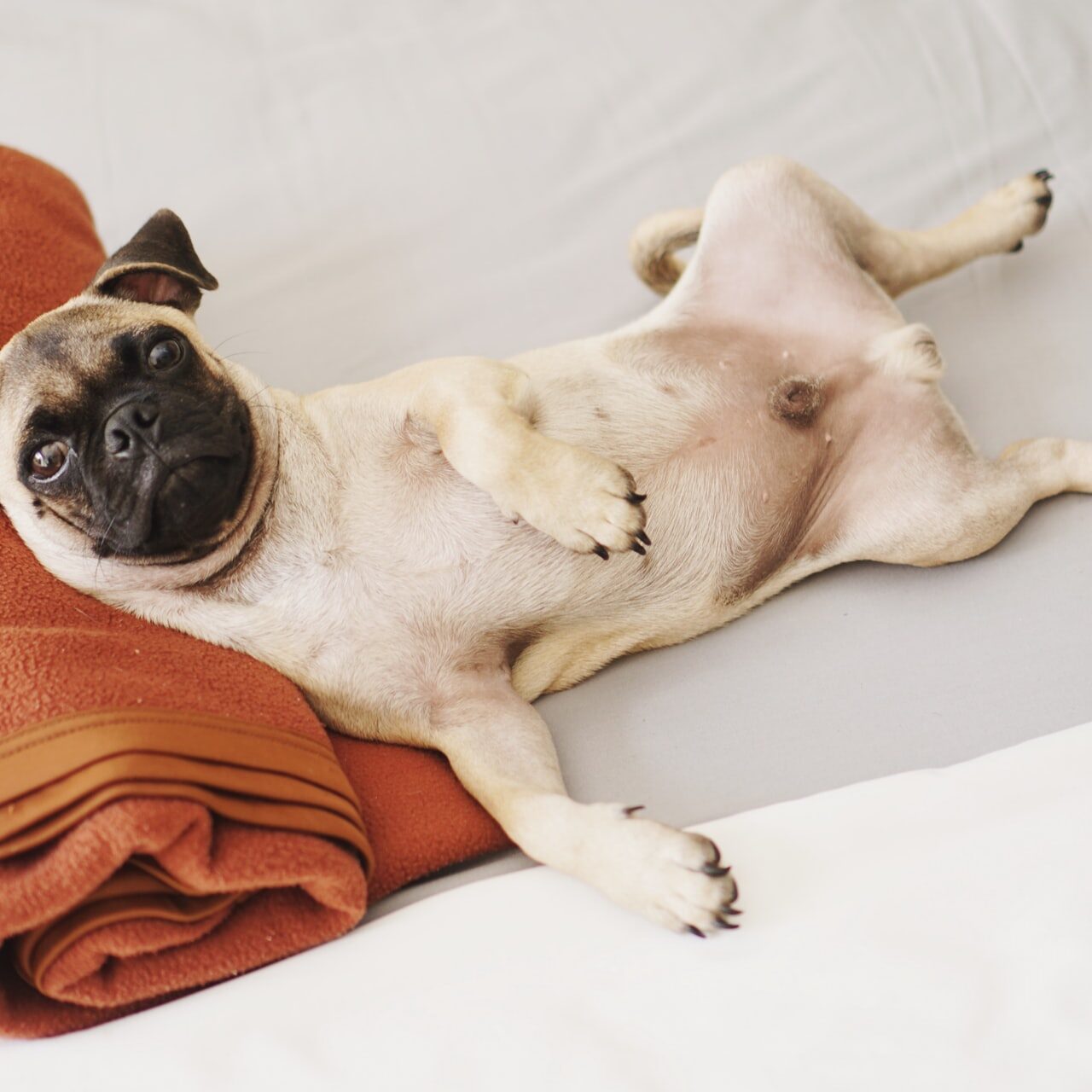 pet sitting websites